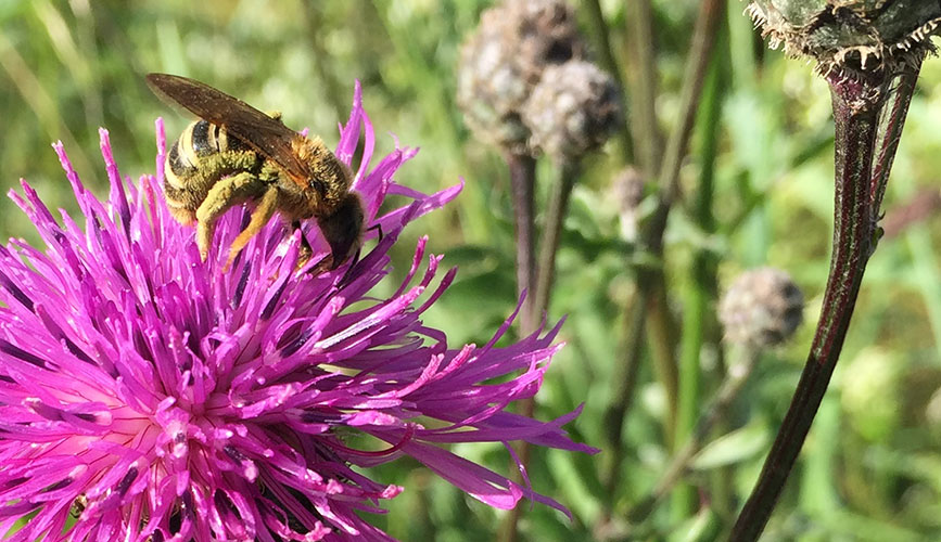 Bienengarten Nickelsdorf