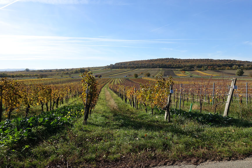 Ökologisierung Weingartenfläche