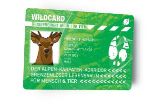 Alpen-Karpaten-Wildwanderkorridor