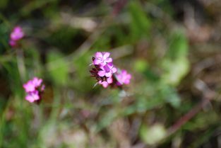 Naturspaziergänge „Das Paradies vor Ort“
