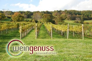 Weingenuss Neusiedler See