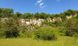 Mai 2021: Trockenrasenexkursion Hundsheimer Berge