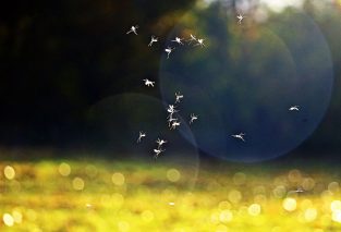 Mai 2021: Österreichweites Ovitrap Gelsen-Monitoring