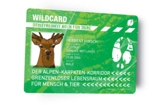 Alpen-Karpaten-Wildwanderkorridor