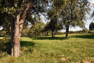 BiDiMo Burgenland Süd
